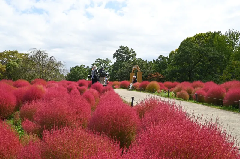 国営昭和記念公園
