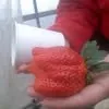 沢村いちご園