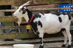 宝登山小動物公園 3