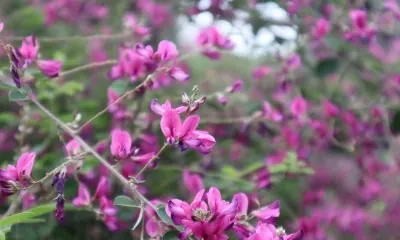 長瀞岩畳 3