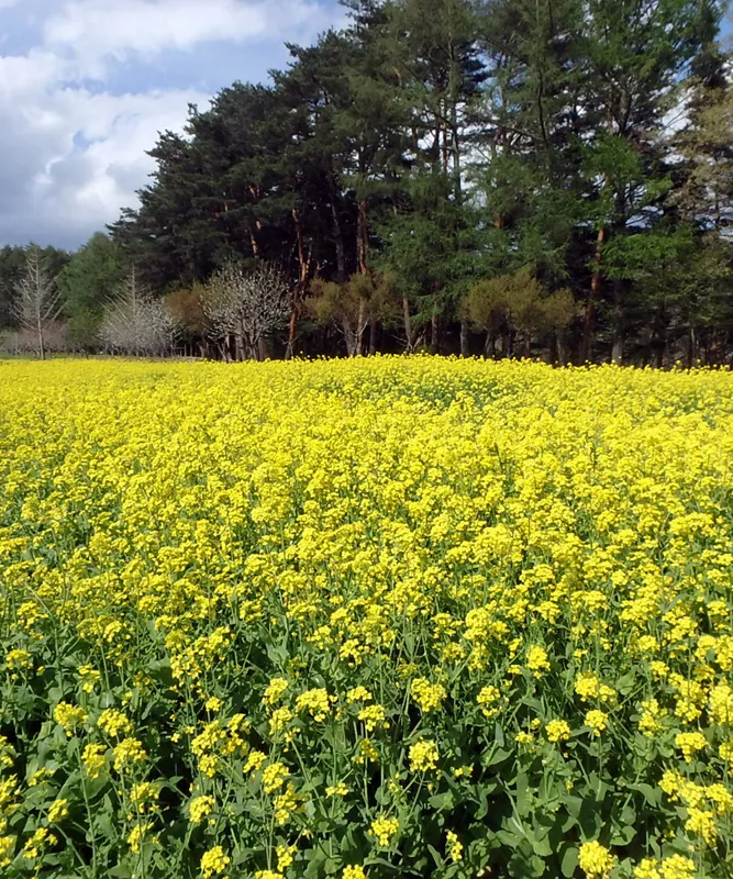 南八ヶ岳 花の森公園