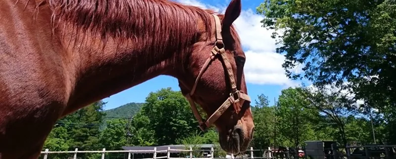 ふれあい乗馬楽園 クローバー牧場 3