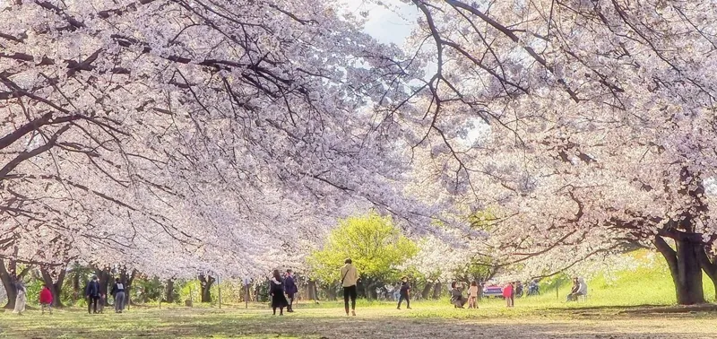 玉村町東部スポーツ広場公園 2
