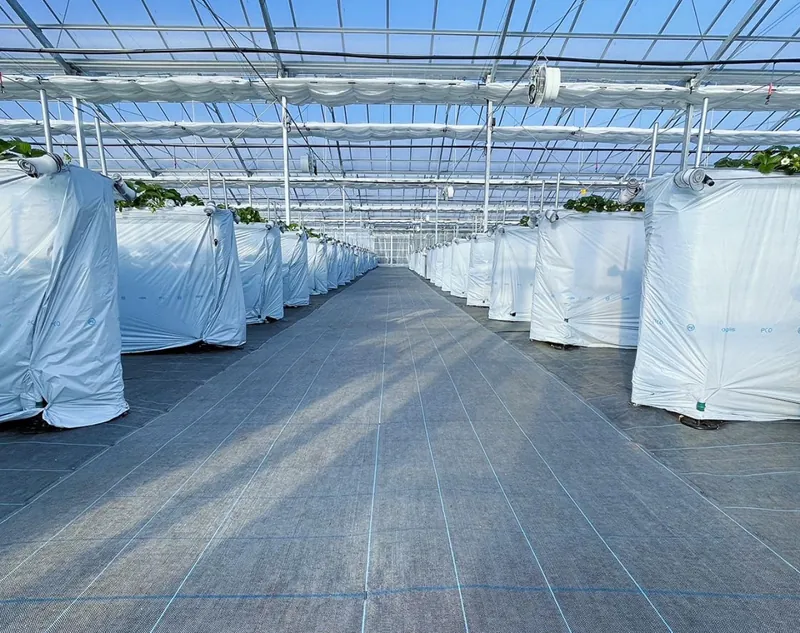 Twins Farm 真岡いちご園
