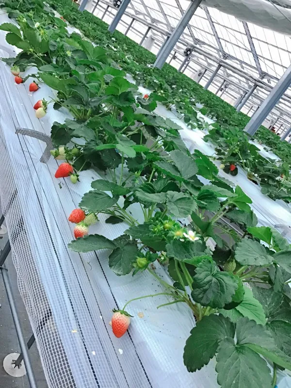 農業生産法人 株式会社アサヒファーム