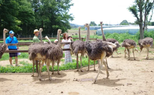 ダチョウ王国 石岡ファーム