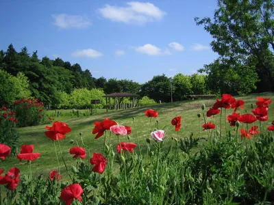 高崎自然の森