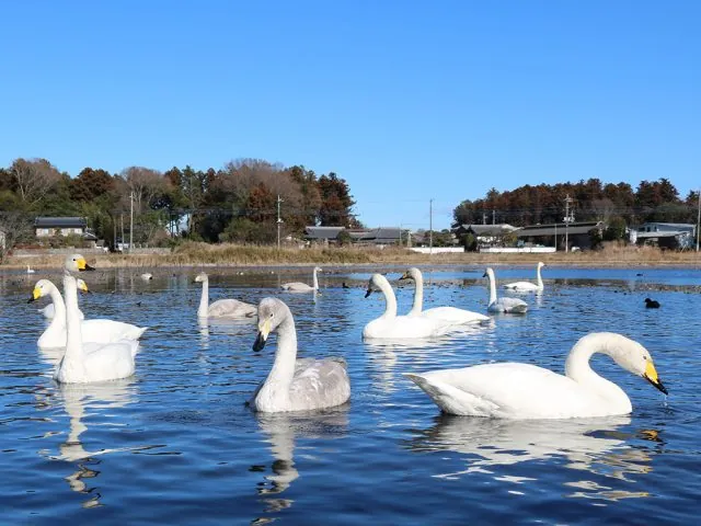 池花池