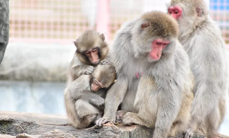 長野市城山動物園