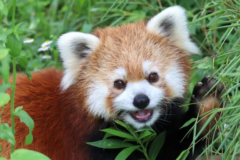 長野市茶臼山動物園 3