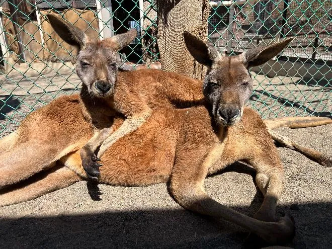 須坂市動物園
