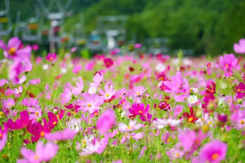 黒姫高原スノーパーク／黒姫GREEN GARDEN