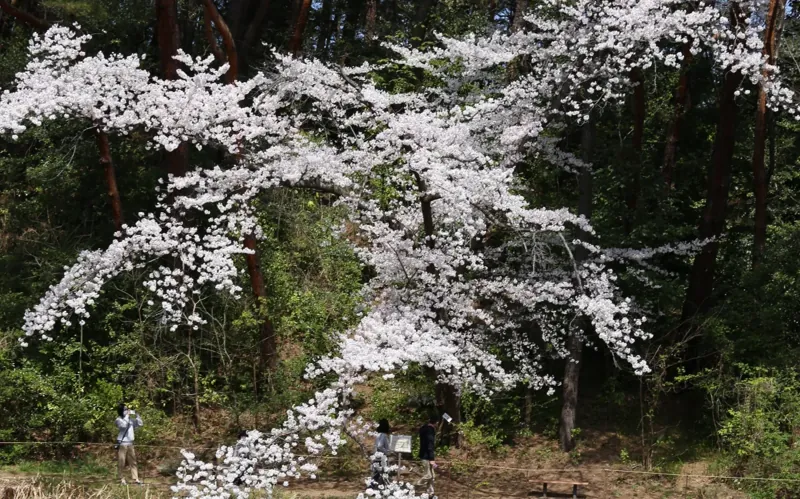 じゅんさい池公園