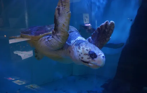 長岡市寺泊水族博物館