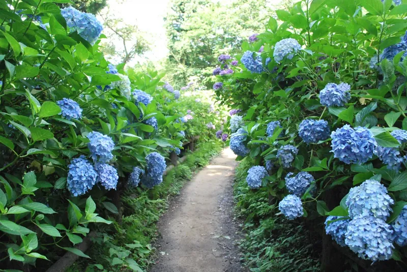 護摩堂山あじさい園