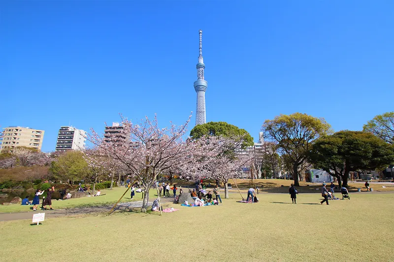 隅田公園(墨田区側)