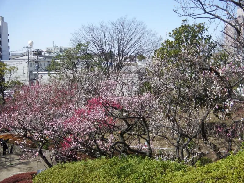 世田谷区立羽根木公園