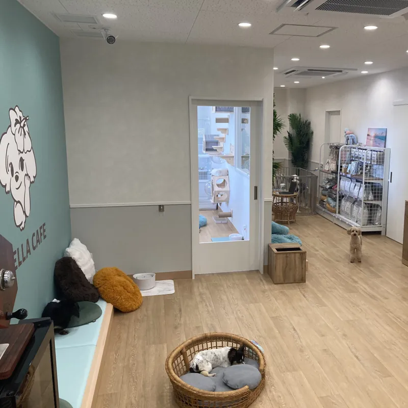 ANELLA CAFE【保護犬猫ふれあいカフェ】相鉄ライフ緑園都市店