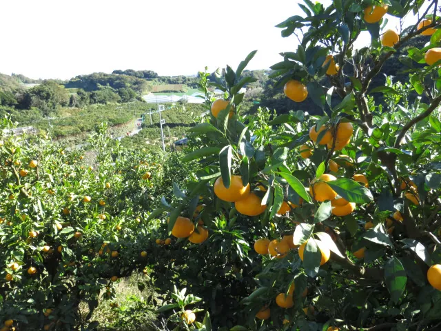津久井浜観光農園