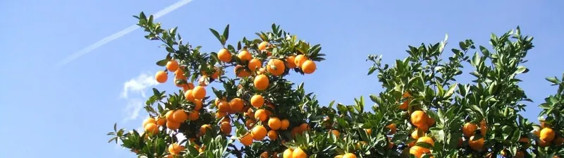 丸増園