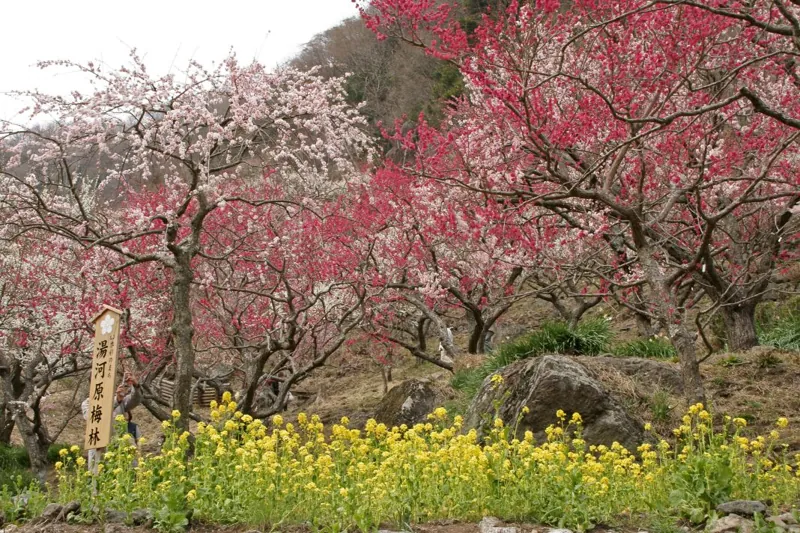 幕山公園