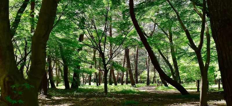 平林寺 2