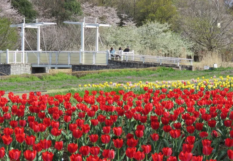 大宮花の丘農林公苑 1