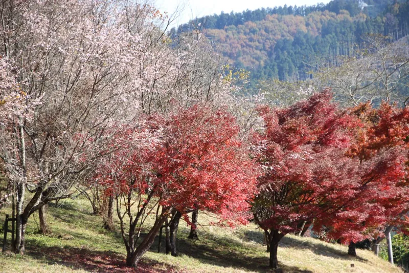 城峯公園 1