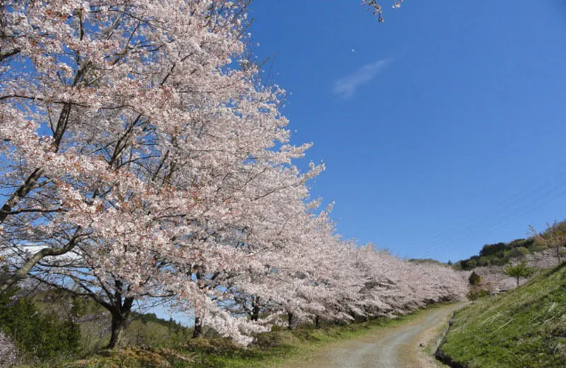 虎山の千本桜