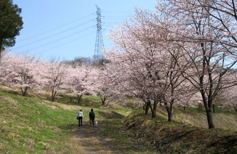 虎山の千本桜 2
