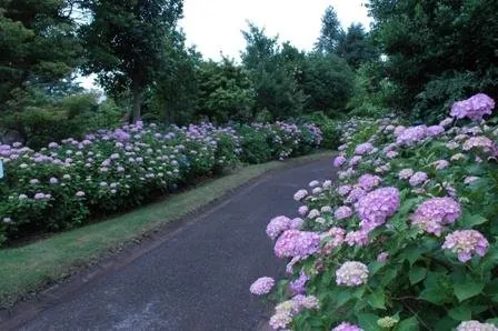 さいたま市園芸植物園 1