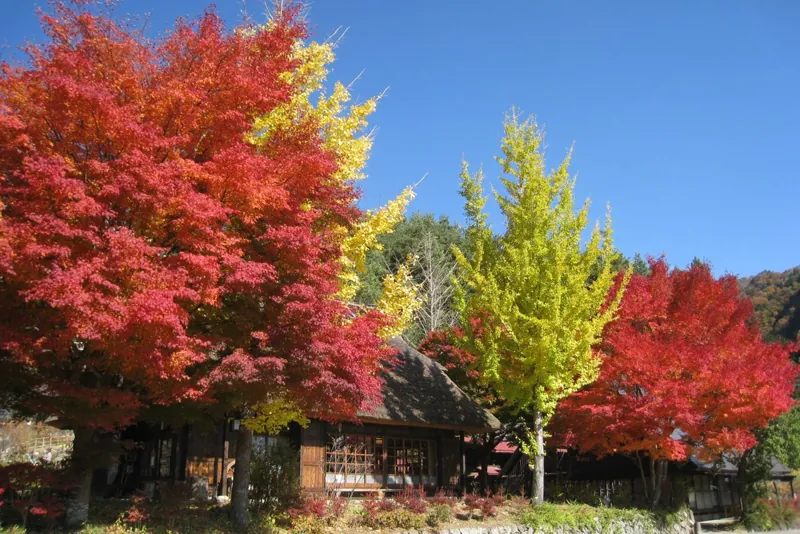 西湖いやしの里 根場 2
