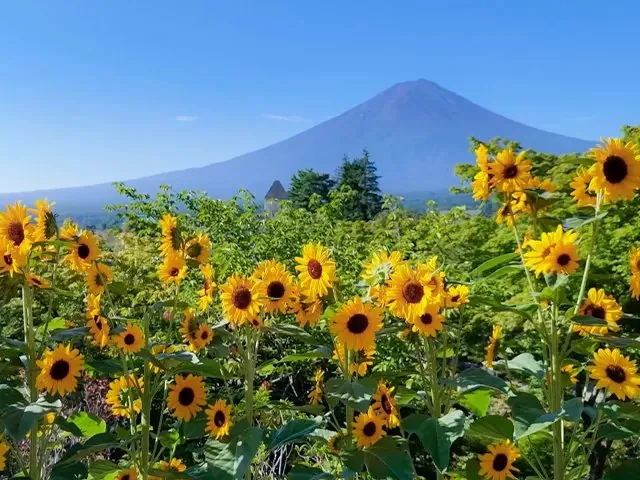 ハーブ庭園 旅日記 富士河口湖庭園