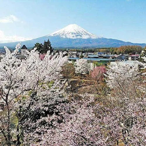 ハーブ庭園 旅日記 富士河口湖庭園 2