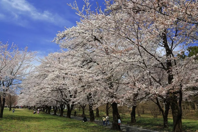 赤城南面千本桜 1