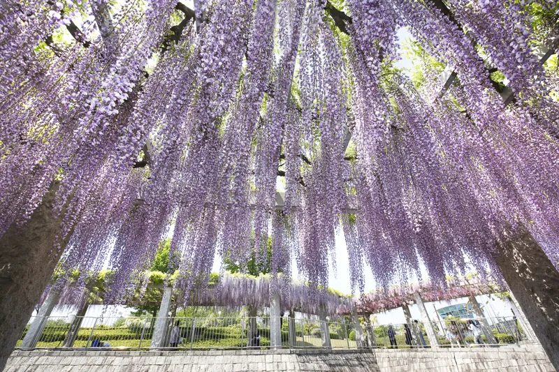 ふじの咲く丘
