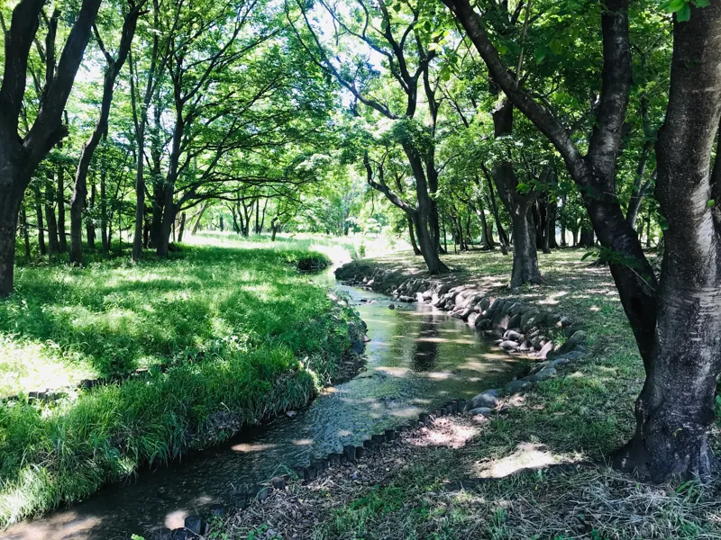 玉村 水辺の森公園