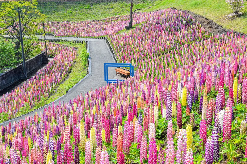 鹿沼市花木センター