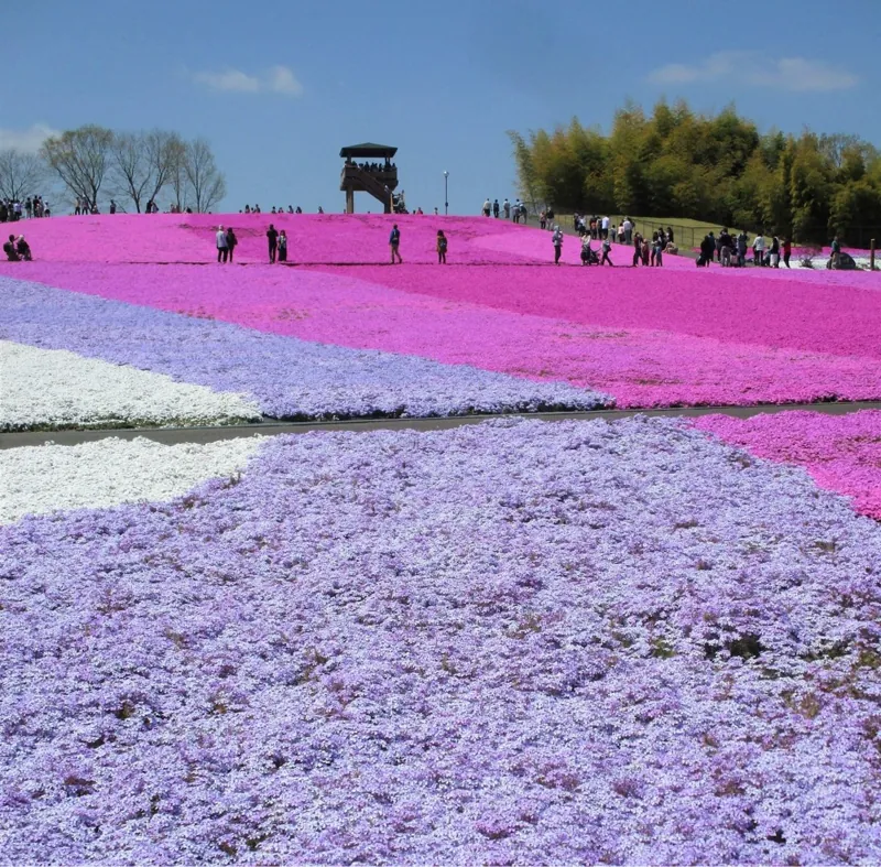 市貝町芝ざくら公園