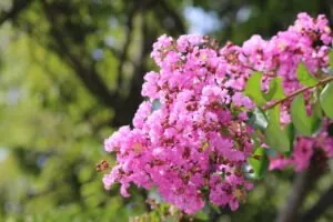 茨城県植物園