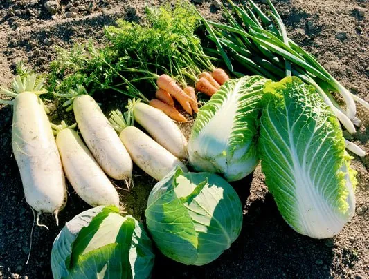 農産物直売所 百笑市場 春 夏秋冬 1