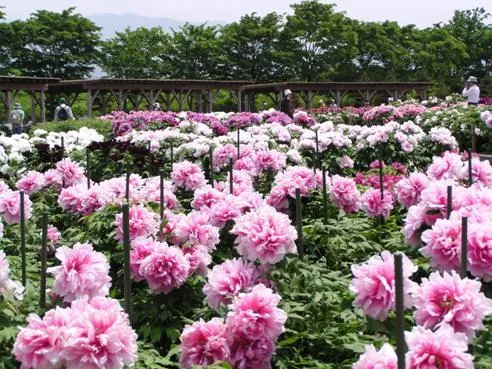 ぼたん百種展示園