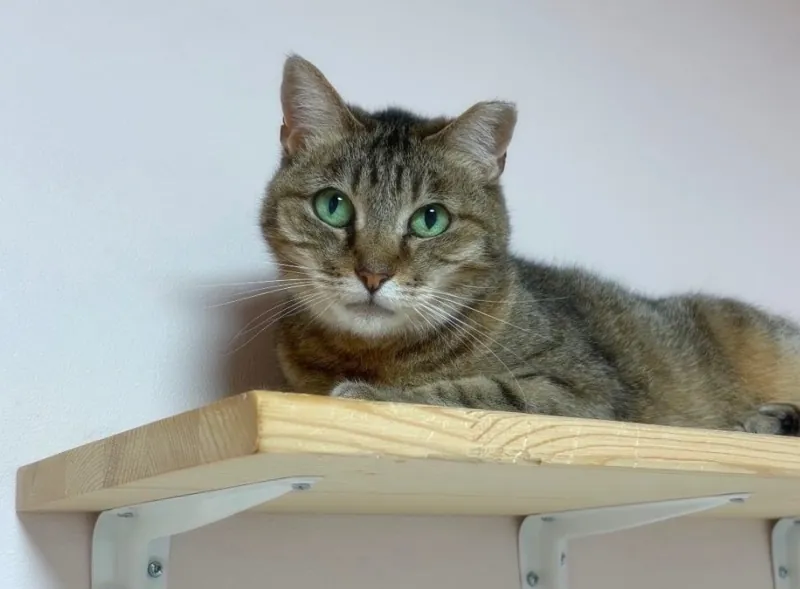 譲渡型保護猫Ｃａｆｅあおねこ（新潟県田上町）