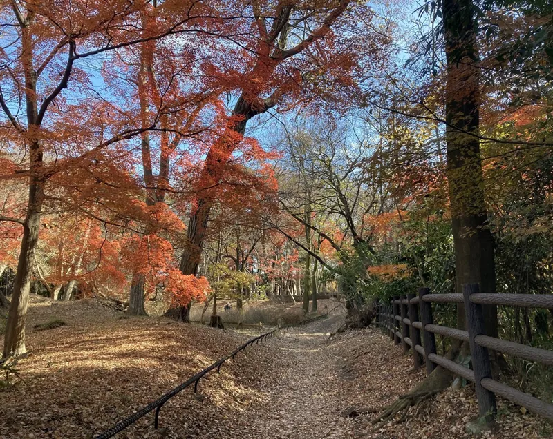 玉川上水緑道