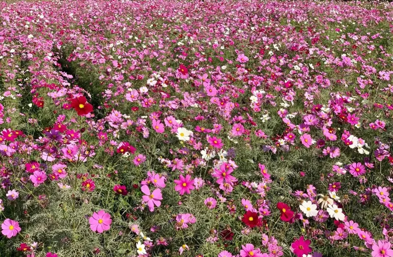 浜離宮恩賜庭園 2