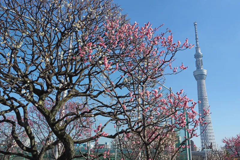 台東区立隅田公園