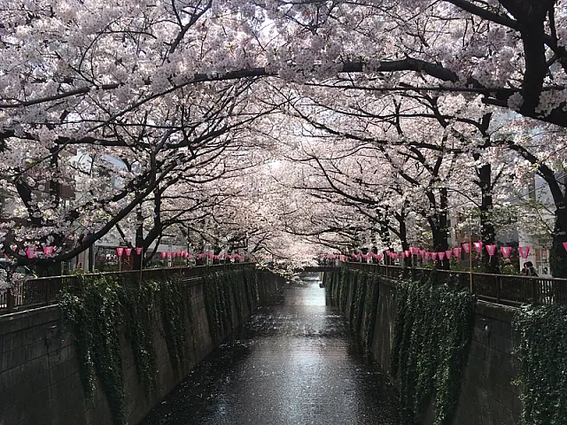 目黒川の桜並木