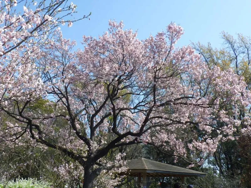蘆花恒春園 1