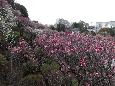 池上梅園