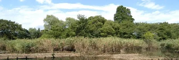 善福寺公園 1